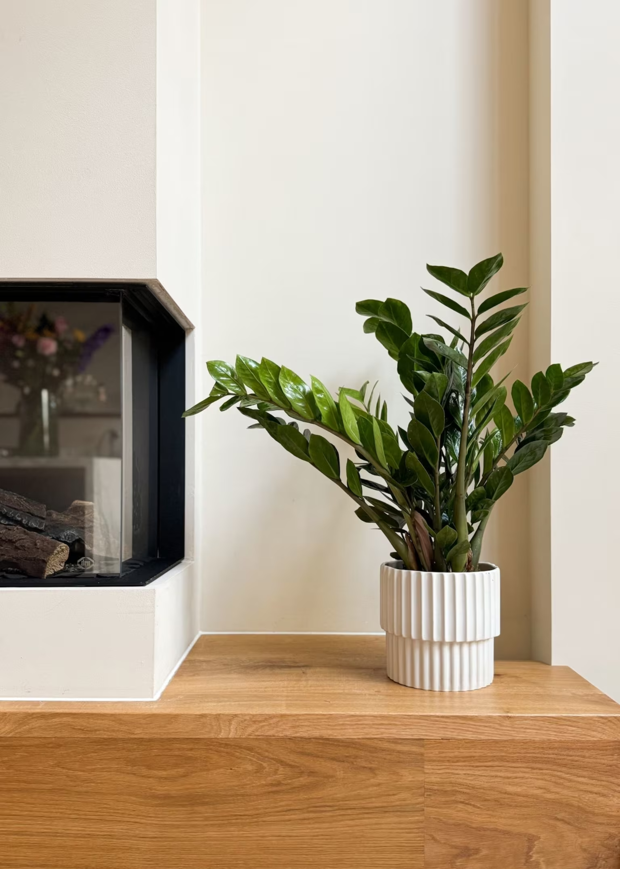 A ZZ plant in a ridged white planter by a fireplace