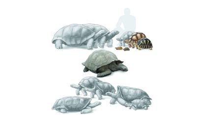 Native tortoise species of the western Indian Ocean, with living species in color and extinct species in gray.