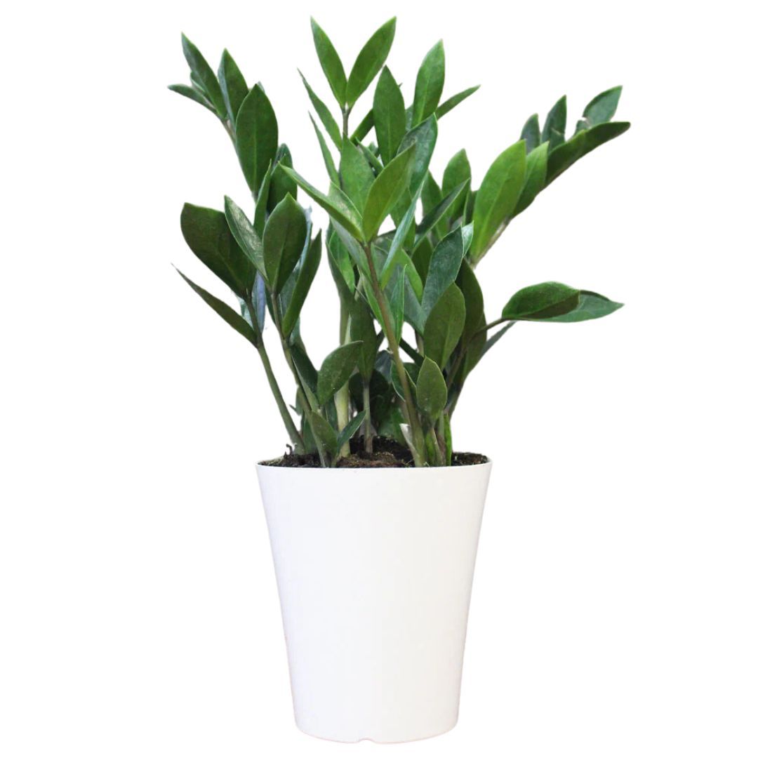 ZZ Plant