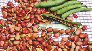 how to grow broad beans: red beans