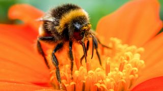 Bees might not have knees like ours, but their legs do have joints that help them move.