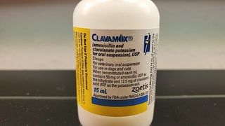 Clavamox for dogs