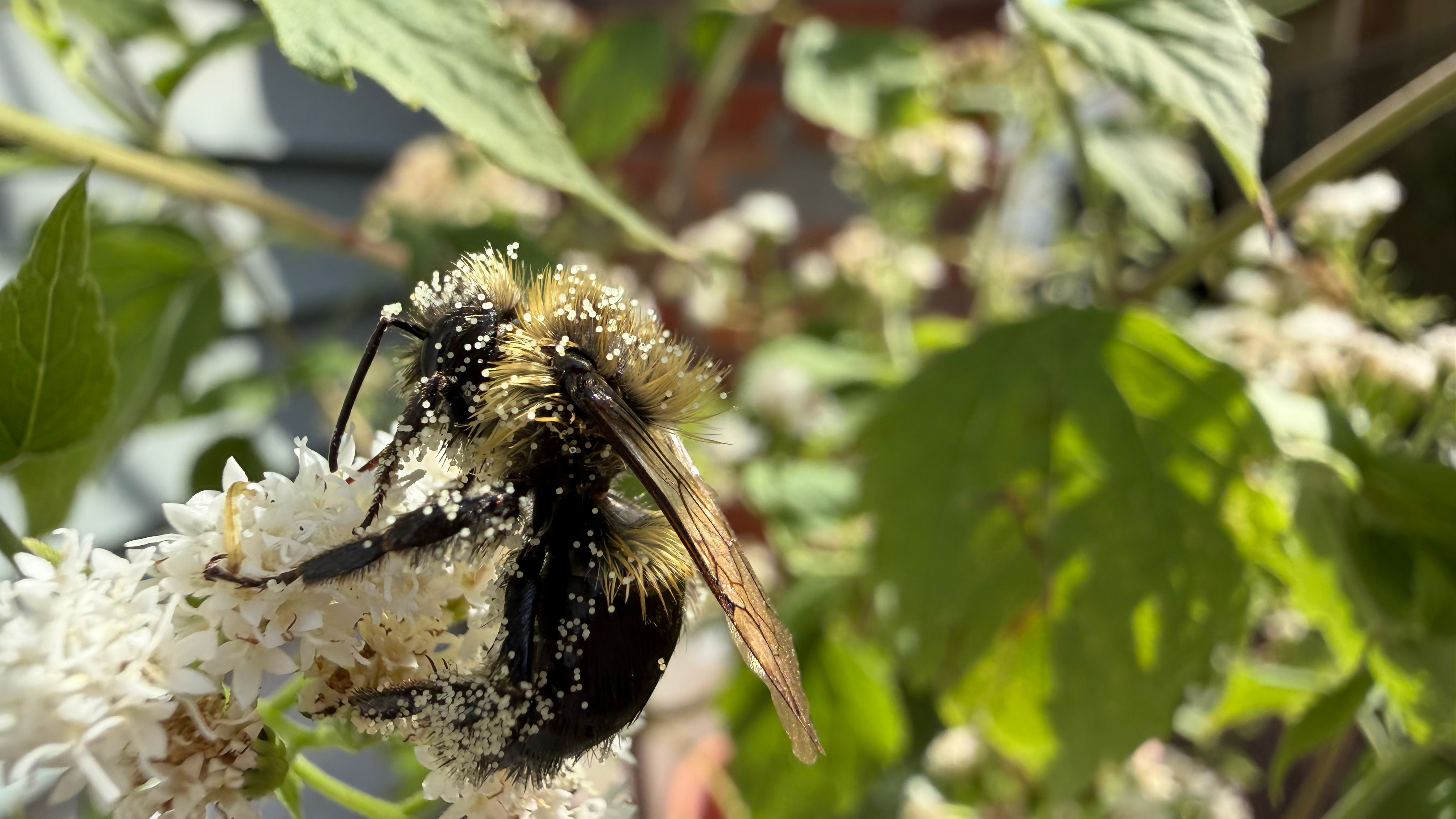 Apple iPhone 17 Pro Max vs Samsung Galaxy S25 Ultra photos