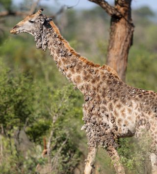 Giraffe with warty growths from its chin down towards its torso.