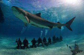 tiger shark divers, shark tracking, shark ecotourism, swimming with sharks, shark diving, shark tours, satellite tagging sharks