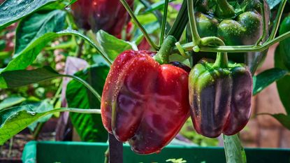 companion plants for peppers growing in greenhouse