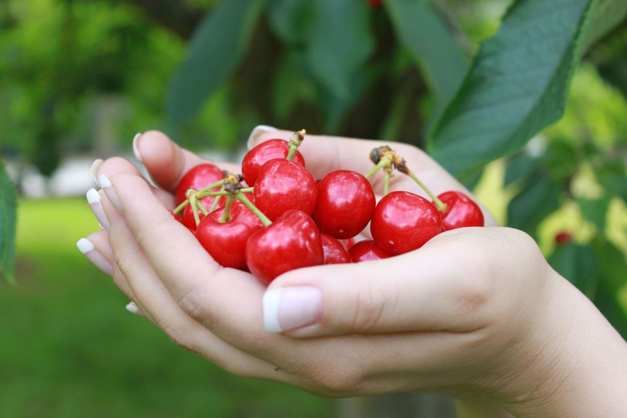 Hands Holding Harvested Red Cherries