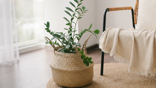 Plant in woven basket in living room