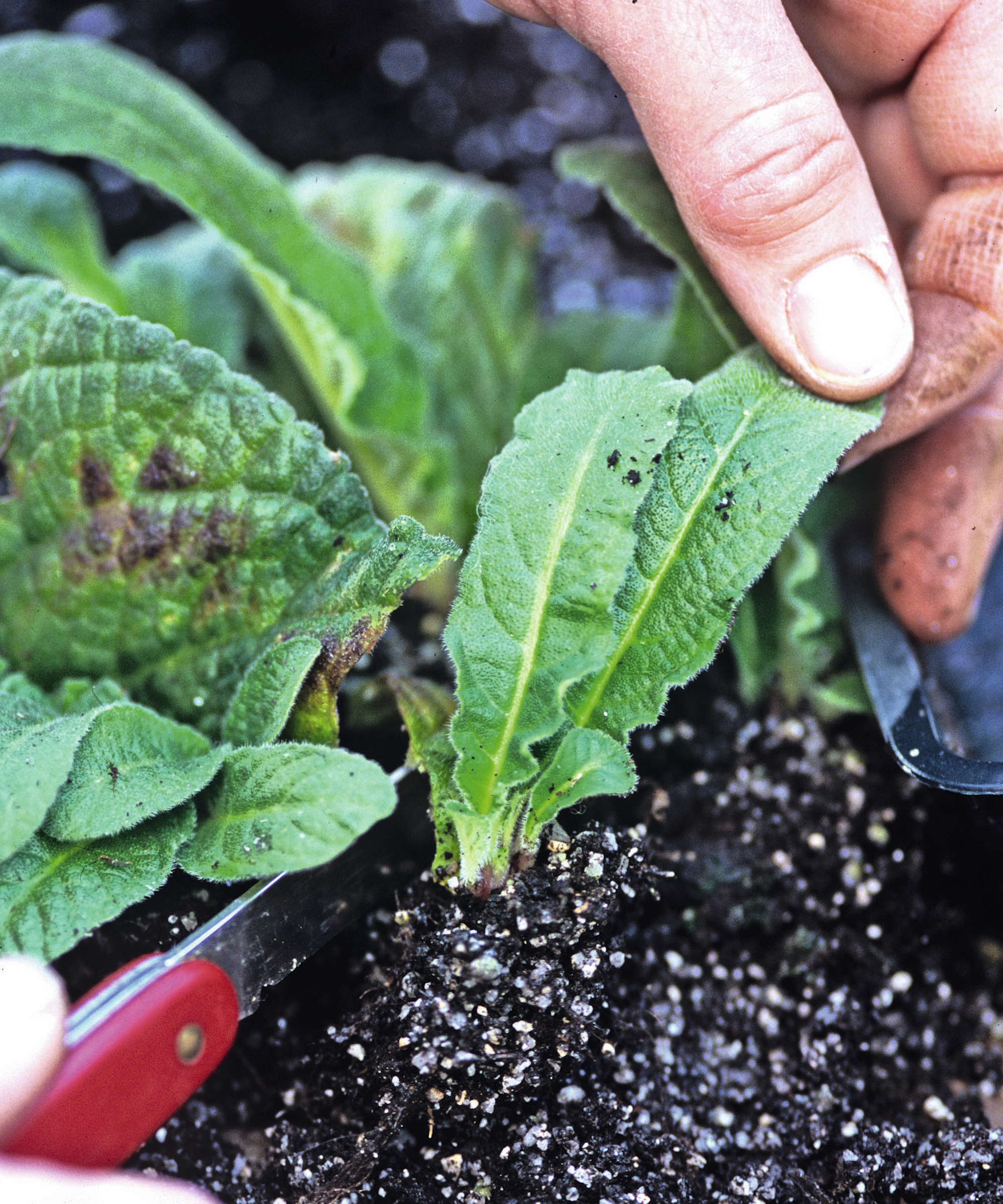 A gardener divides streptocarpus plantlets to pot up with a penknife