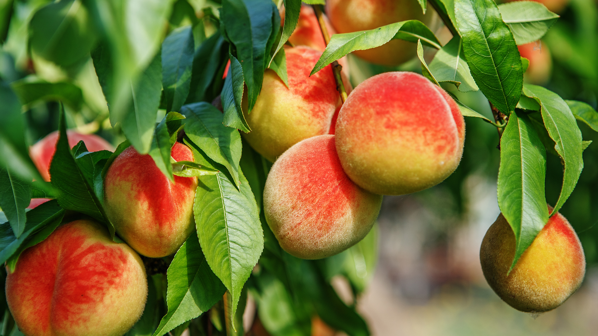 beautiful fruit trees