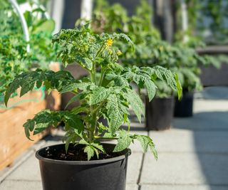 Tomato plants growing in a pot on a patio
