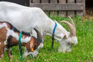 Picture of two goats grazing in a field