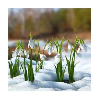 image of snowdrops in nature