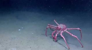 crab, deep sea footage, deep sea animals, deep sea news, deep sea expedition, rov research, okeanos explorer research