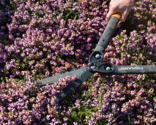 Trimming winter heather after flowering
