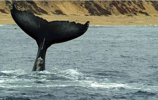 Humpback Whales: A Detective Story: Natural World