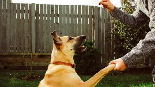 How many treats per day for a dog? Dog shaking paw with owner who is holding up a treat for them