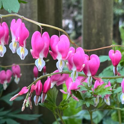 Dicentra spectabilis 'Bleeding Heart' flowers in garden