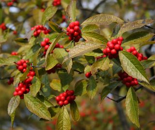 winterbery tree showing red berries