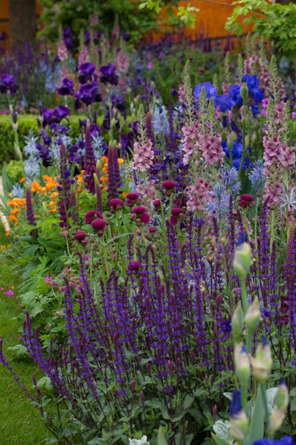 Best cottage garden plants: our top flowers for romantic borders ...