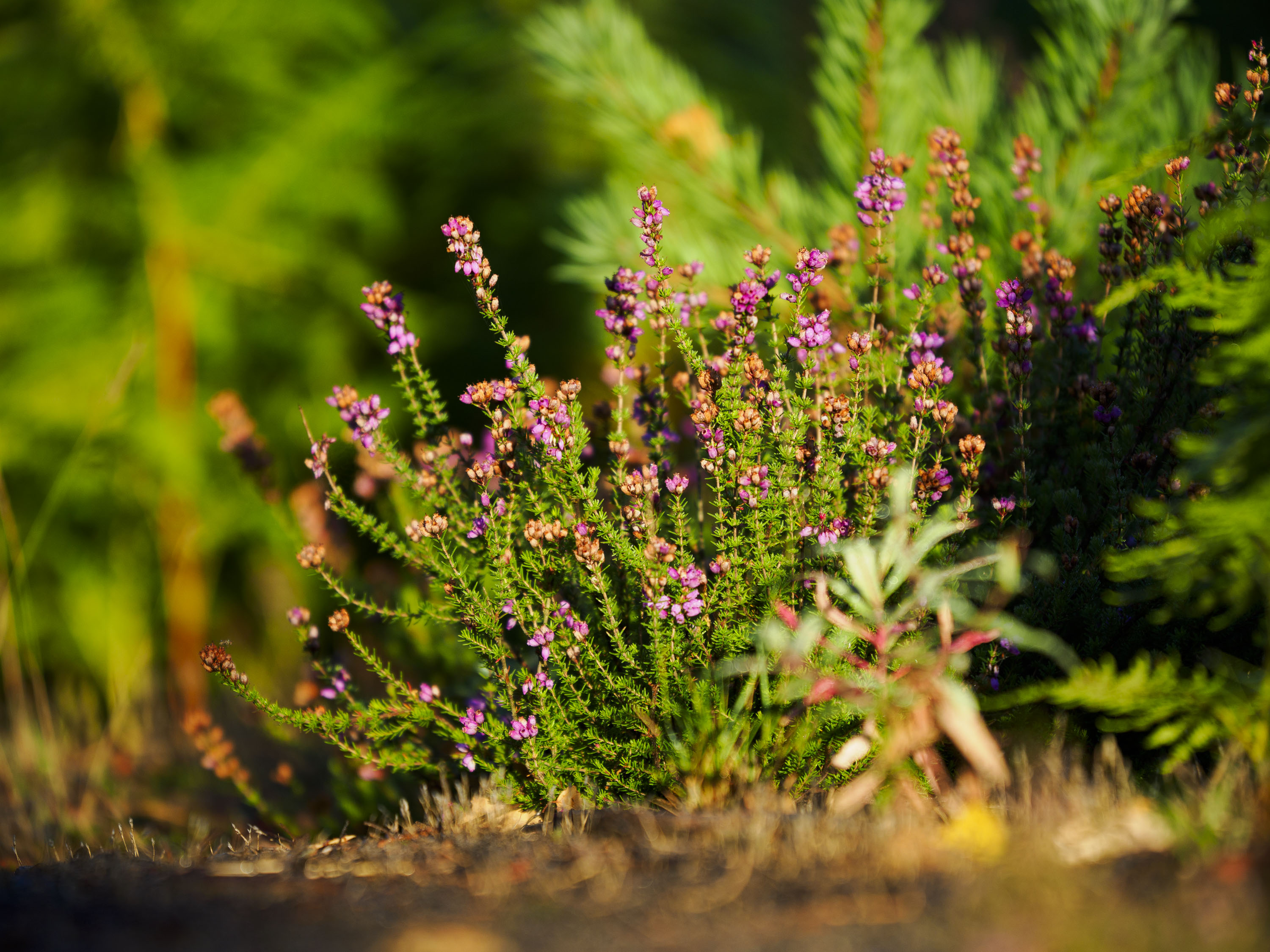 OM System 50-200mm F2.8 sample gallery: heather close up