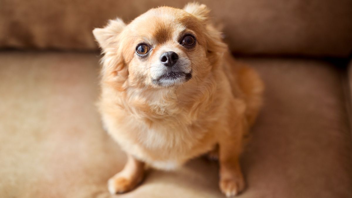 Chihuahua sat on sofa