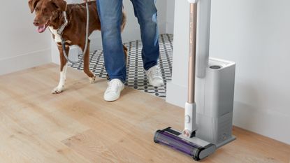 Shark Cordless Detect Auto Pro Empty vacuum cleaner on light wood laminate flooring with medium-sized dog and owner wearing medium-blue denim jeans and white sneakers