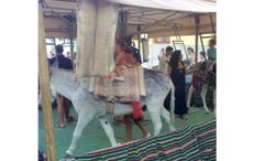 donkey-carousels-algeciras.jpg