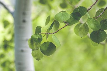 Aspen Tree Leaves