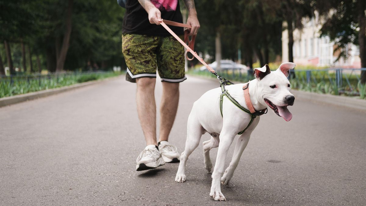 White dog pulling on leash