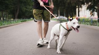 White dog pulling on leash