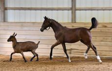 goat adopts foal iggy pop sheshe