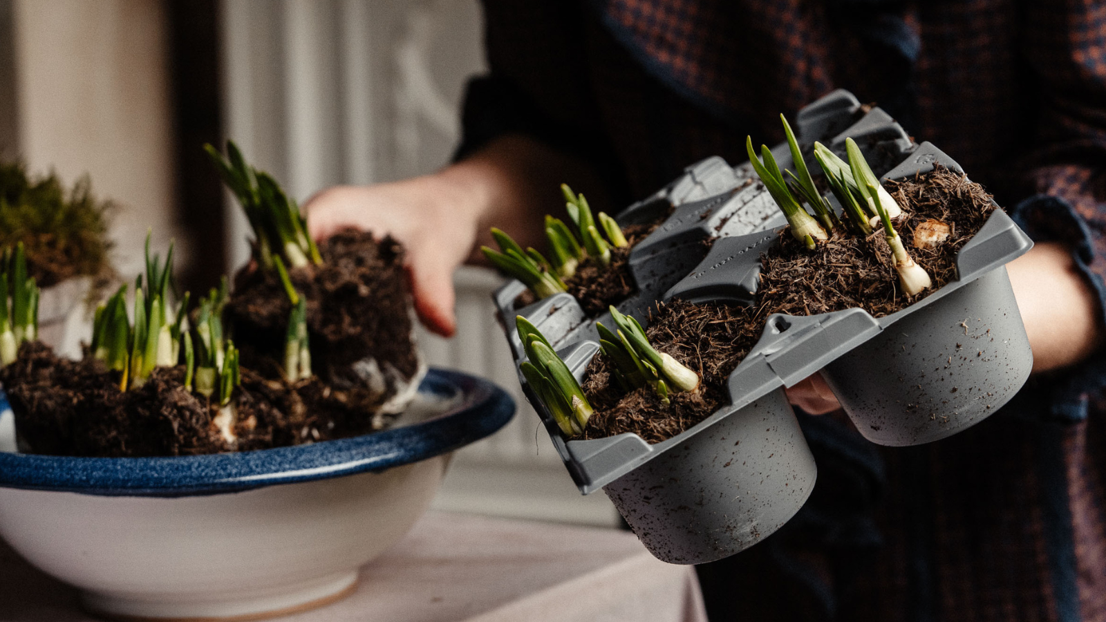 Planting daffodil bulbs into ceramic bowl with blue rim