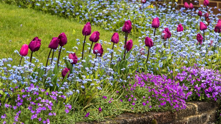 best spring flowering plants in Spring flower beds in a front garden