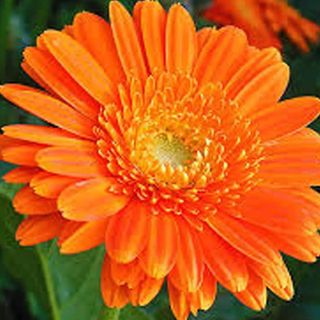 Calendula Seeds