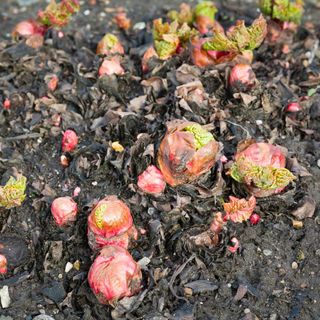 Young new shoots emerging from garden rhubarb crowns in soil
