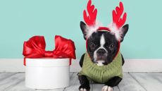 dog reindeer christmas outfit 498903366