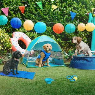 dogs in garden with pet toys