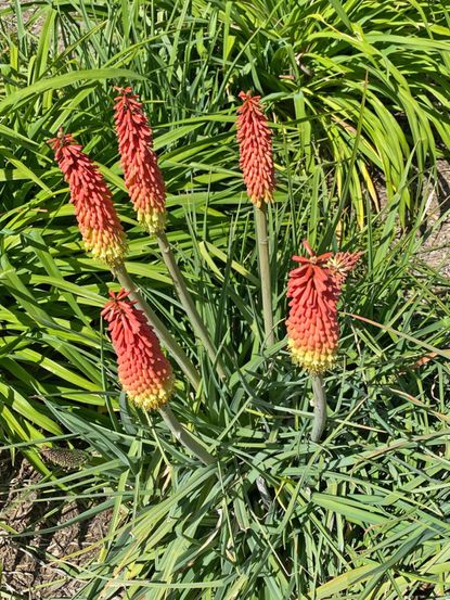 Red-Yellow Perennial Flowers