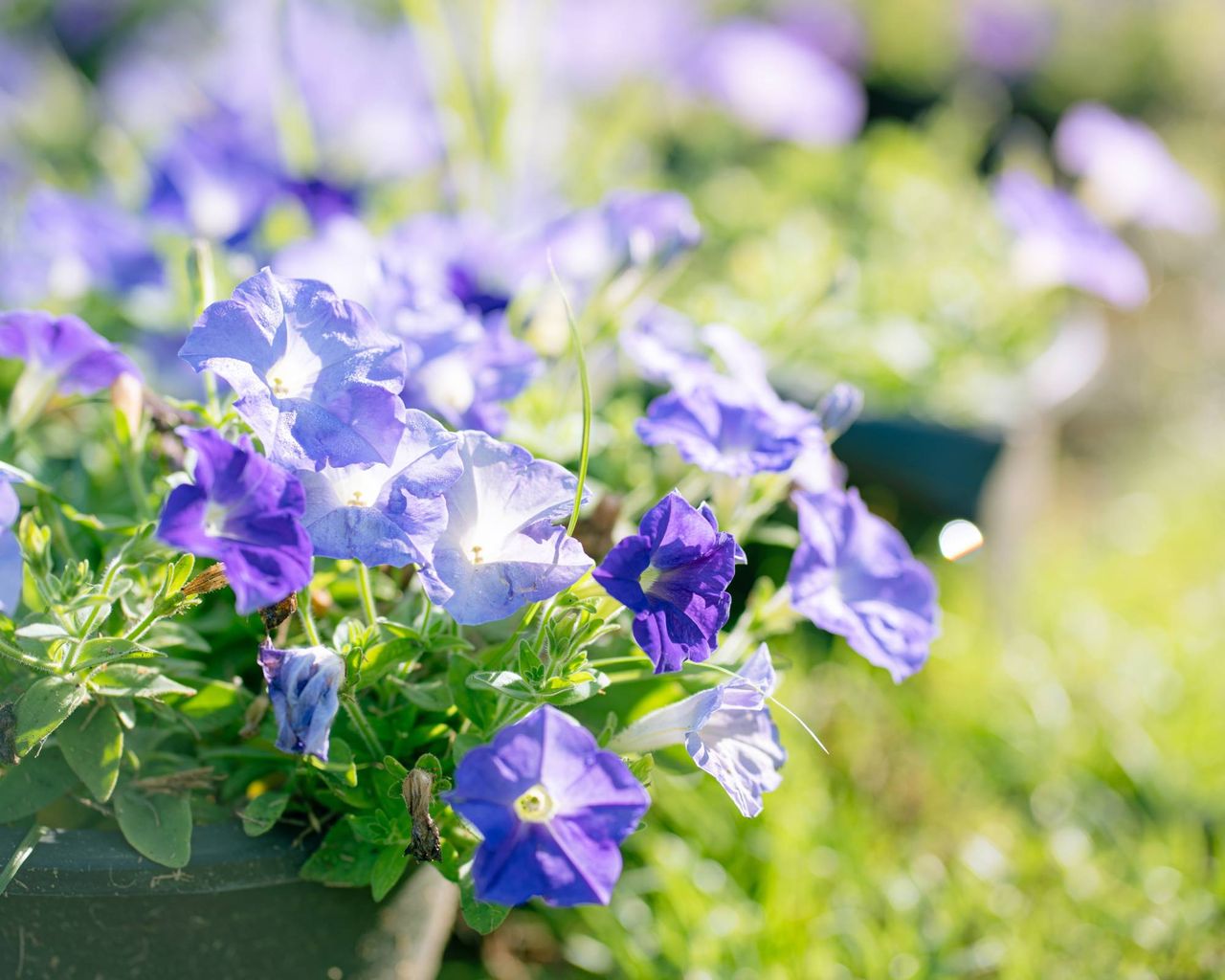 Light blue surfinia petunias