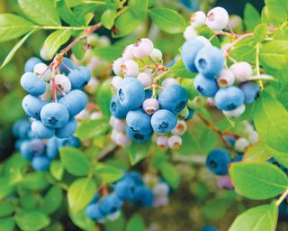 blueberries from Nelson shrub ripening over summer