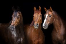 Horses portrait isolated on black background