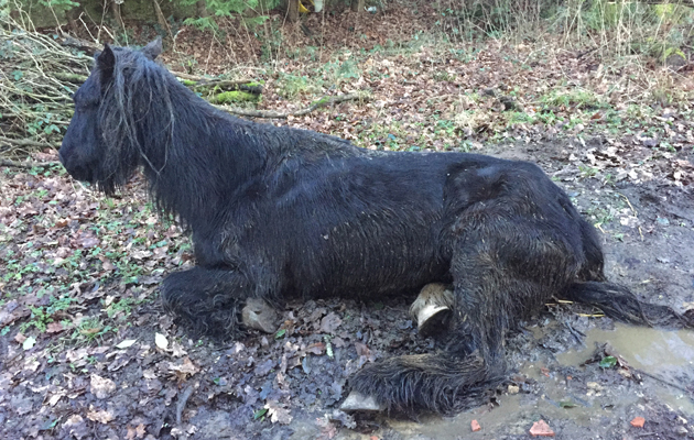 Haslemeredumpedpony3.jpg