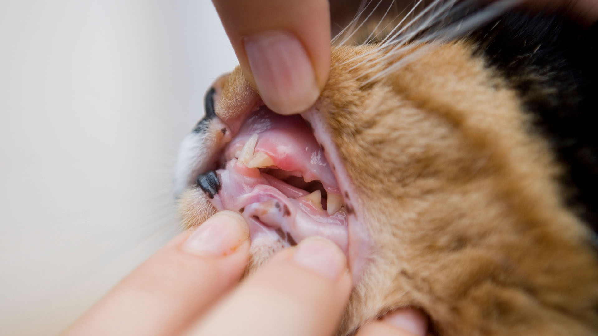 Cat having gums inspected
