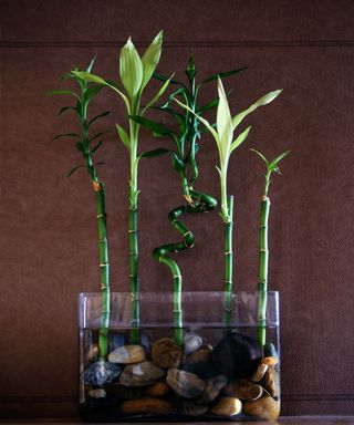 Lucky bamboo in glass pot with stones