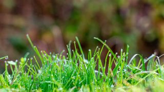 A close up of grass covered in water droplets
