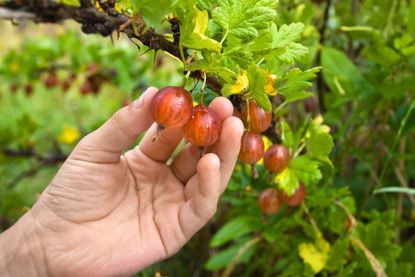 Hand Harvesting Gooseberries