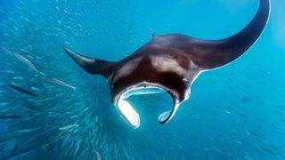 Manta ray