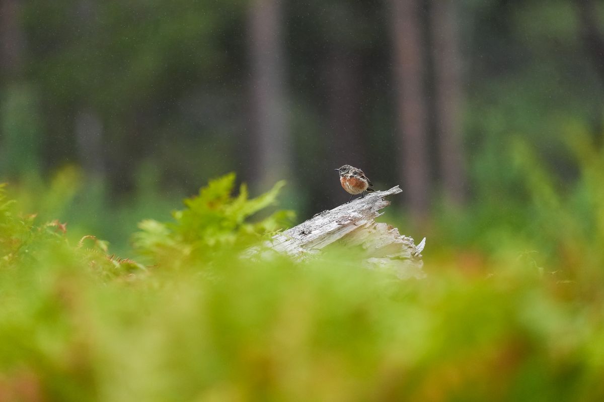 A small bird taking flight from a branch in a nature reserve