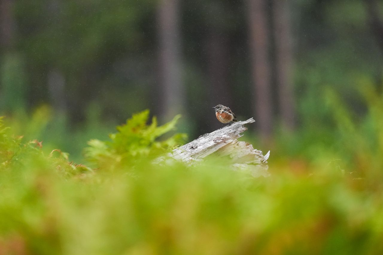 A small bird taking flight from a branch in a nature reserve